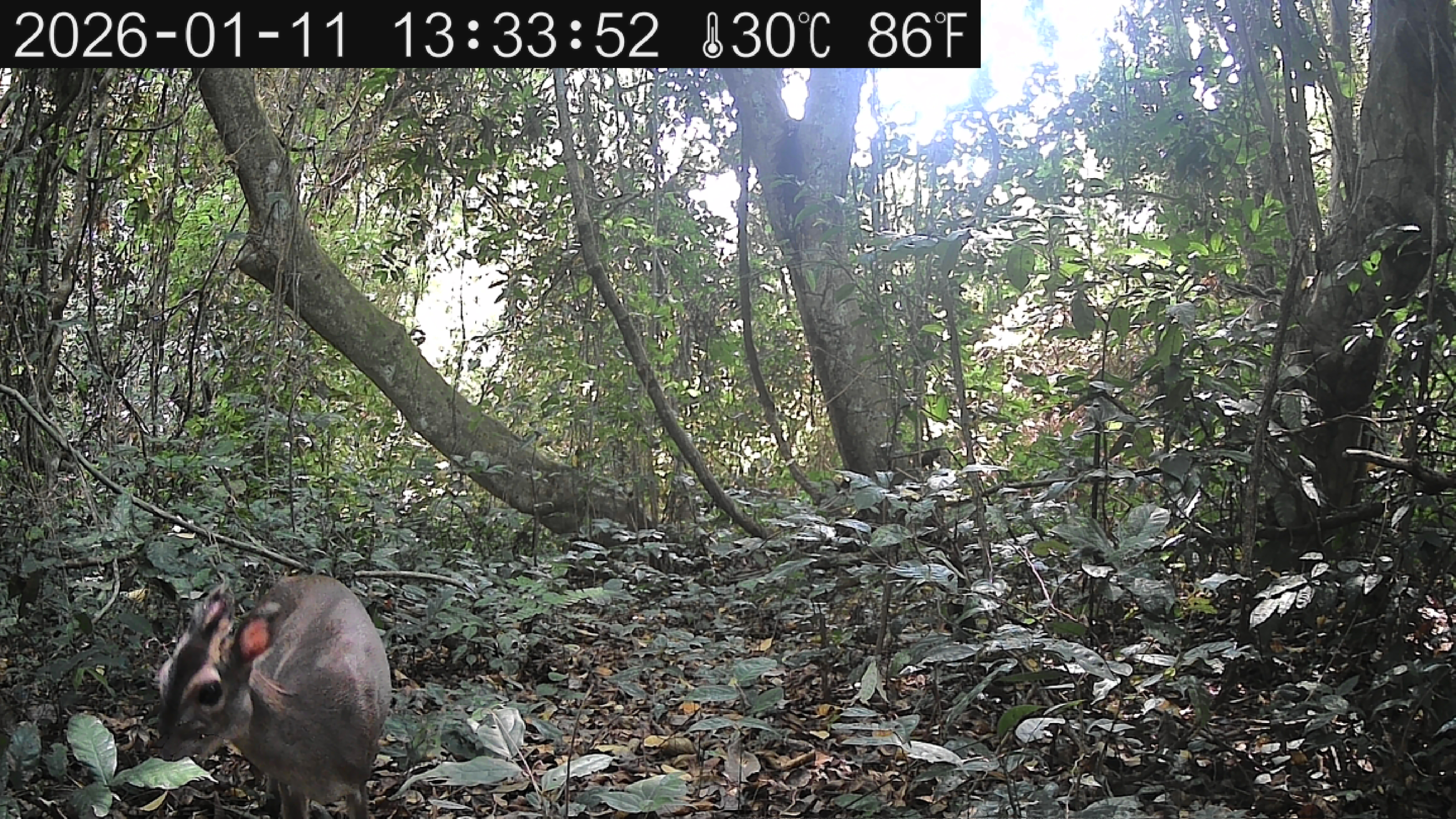 Image Inventory of mammalian fauna using camera trapping in the Pahou Classified Forest – Benin