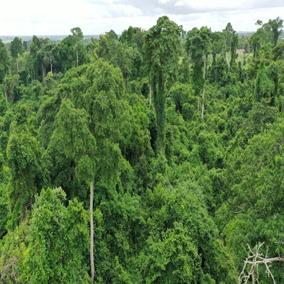 Image Les Forêts Sacrées : Gardiennes de la Biodiversité Locale